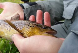 Trout health benefits