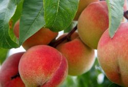 Peaches baby food benefits