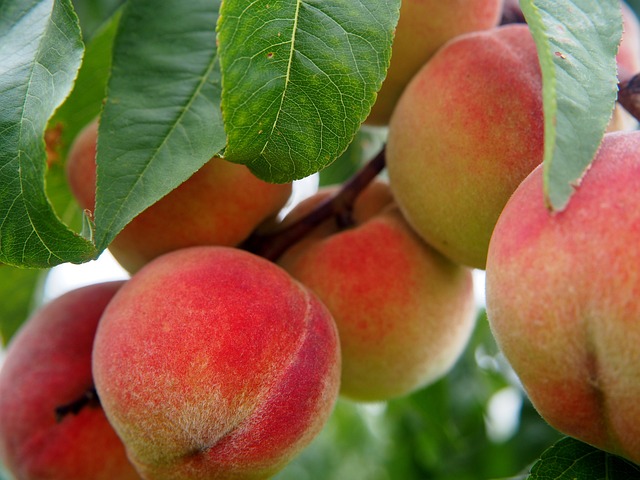 Peaches baby food benefits