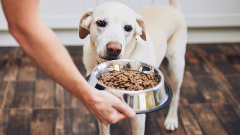 Dog Food Healthy