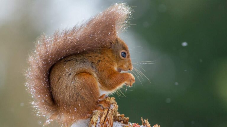 Feed Squirrels in Winter