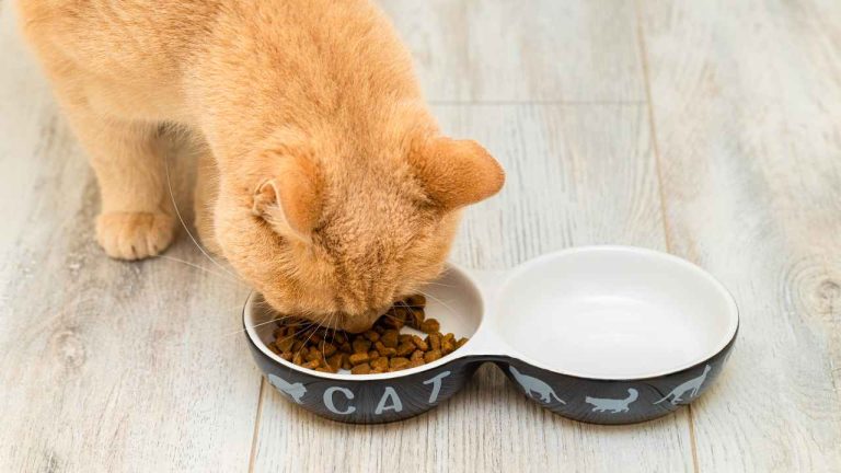 dave's naturally healthy cat food