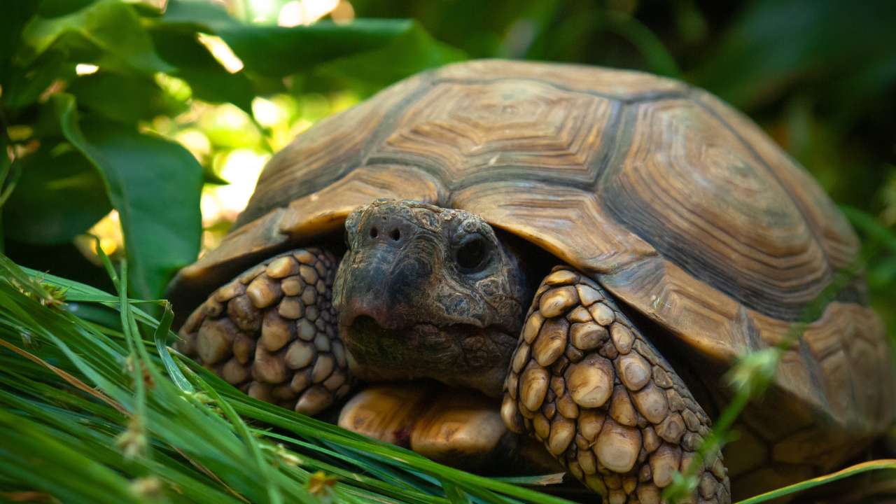 Baby Sulcata Tortoise