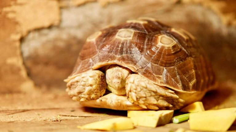 Baby Sulcata Tortoise