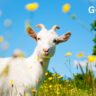Goat Milk