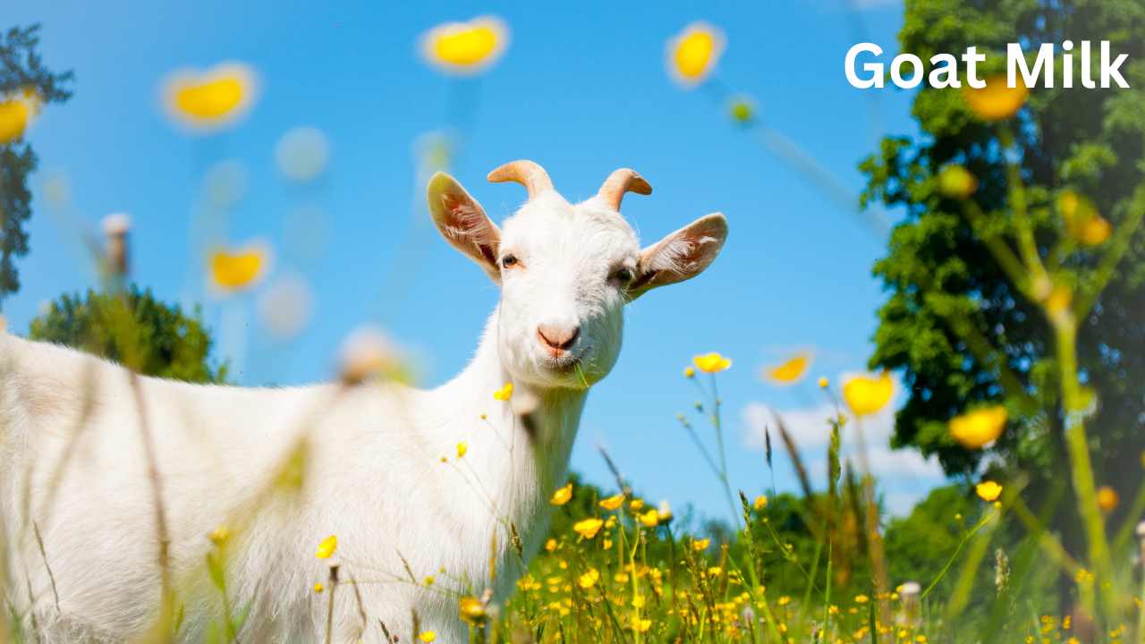Goat Milk