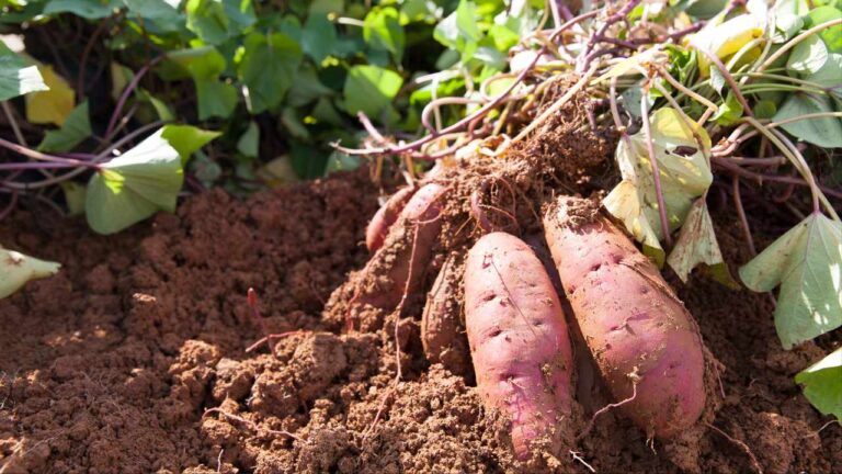Sweet potato