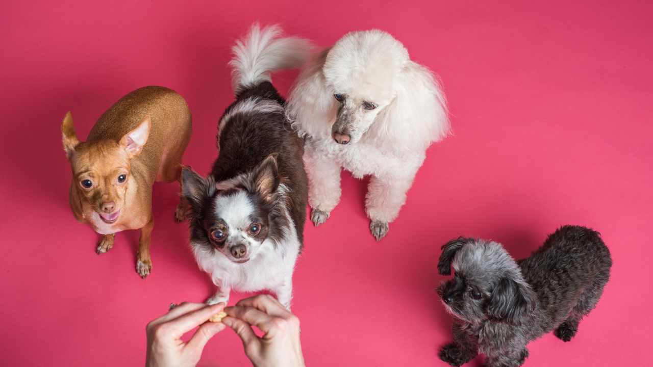 dog food