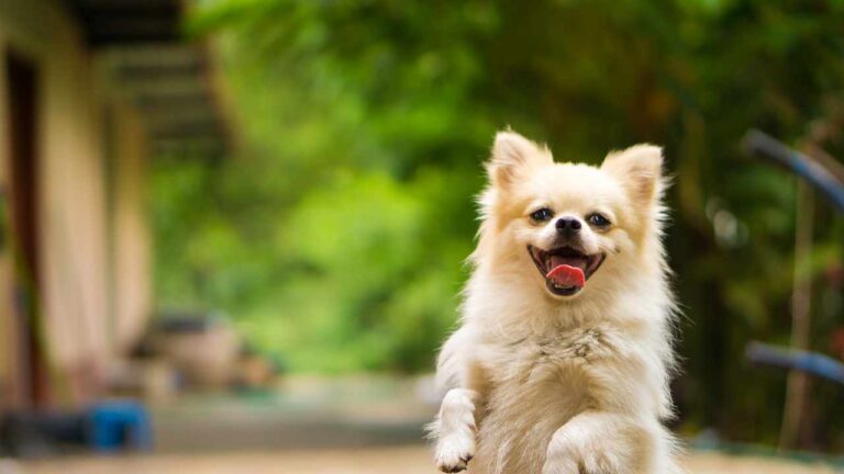 Dog