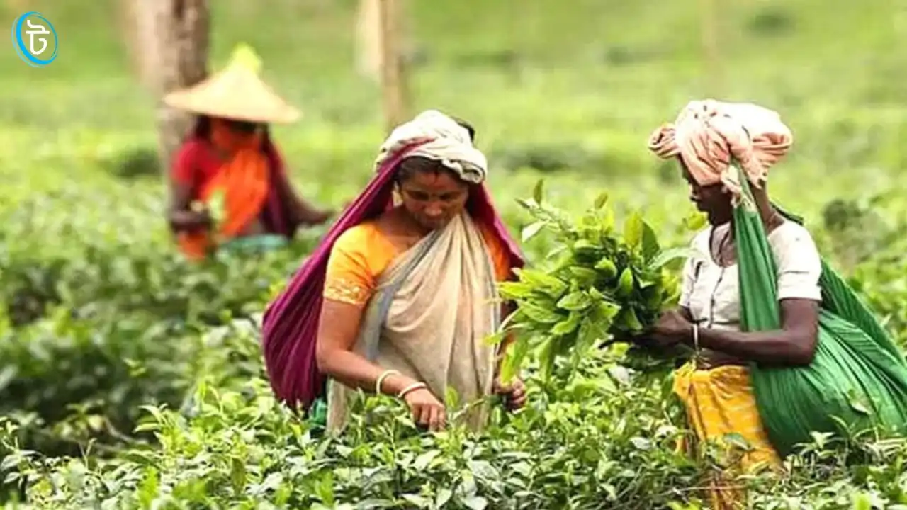 চা-শ্রমিক ভাতা ২০২৬